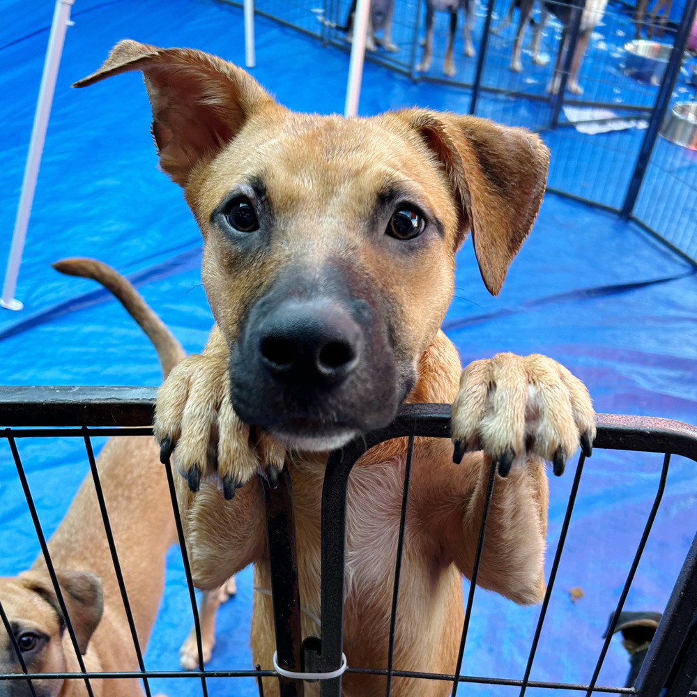 Sally Sunshine's Pup - Stevie, an adoptable Labrador Retriever, Black Mouth Cur in Lakewood, CO, 80227 | Photo Image 1