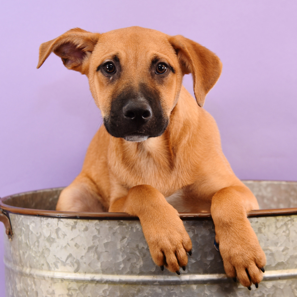 Sally Sunshine's Pup - Stevie, an adoptable Labrador Retriever, Black Mouth Cur in Lakewood, CO, 80227 | Photo Image 2