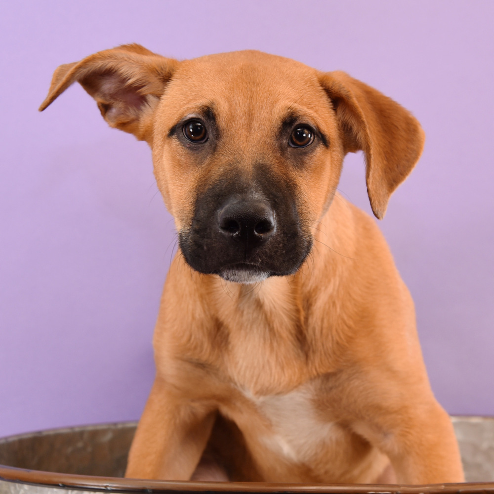 Sally Sunshine's Pup - Stevie, an adoptable Labrador Retriever, Black Mouth Cur in Lakewood, CO, 80227 | Photo Image 3