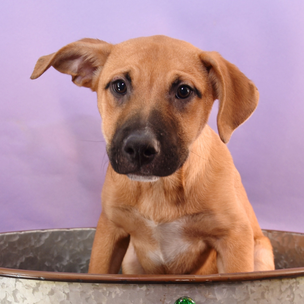 Sally Sunshine's Pup - Stevie, an adoptable Labrador Retriever, Black Mouth Cur in Lakewood, CO, 80227 | Photo Image 4