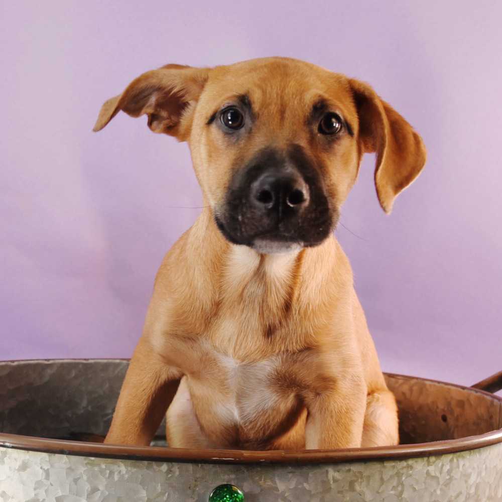 Sally Sunshine's Pup - Stevie, an adoptable Labrador Retriever, Black Mouth Cur in Lakewood, CO, 80227 | Photo Image 5