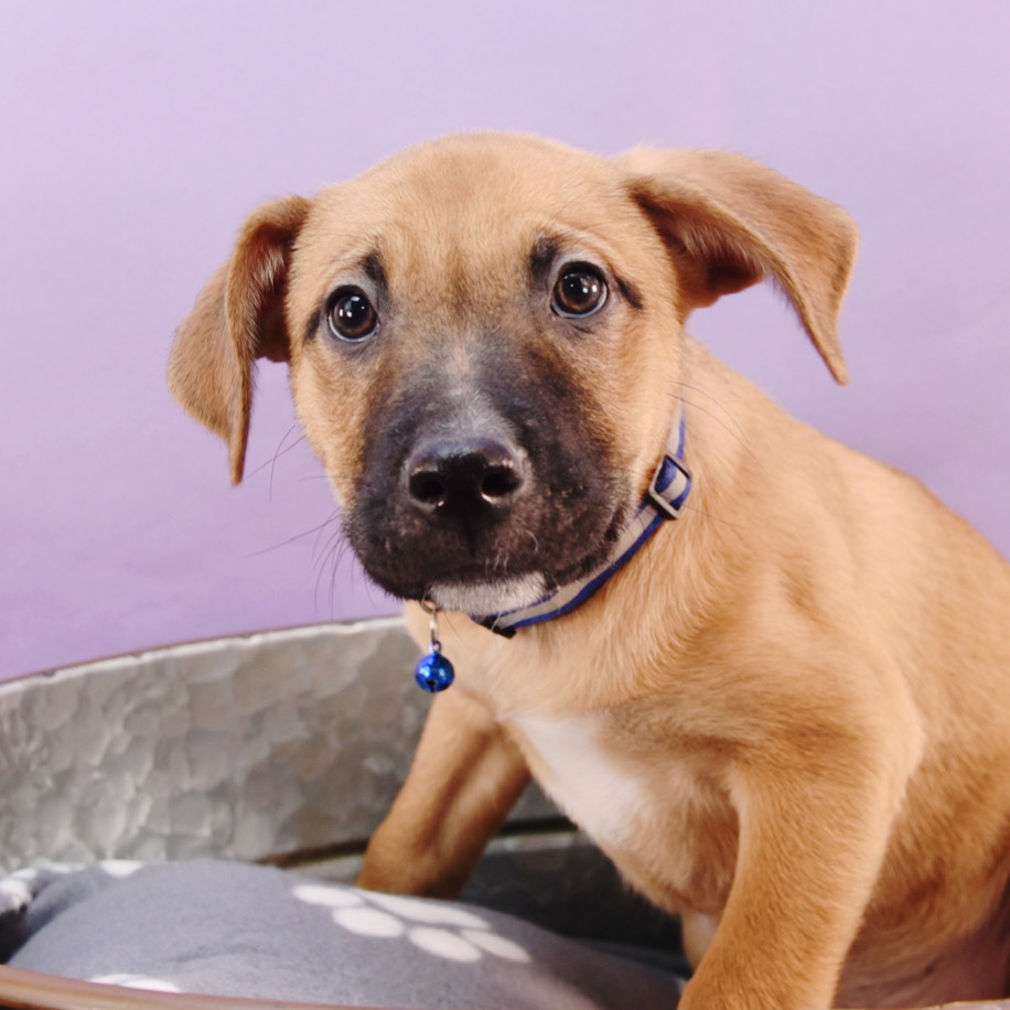 Sally Sunshine's Pup - Stevie, an adoptable Labrador Retriever, Black Mouth Cur in Lakewood, CO, 80227 | Photo Image 6