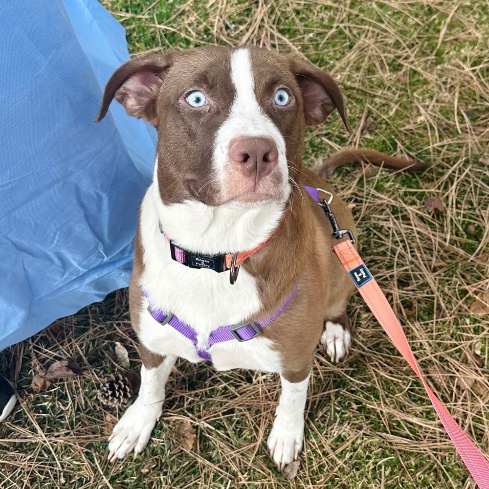 Mama Victoria, an adoptable Australian Shepherd, Labrador Retriever in Lakewood, CO, 80227 | Photo Image 1