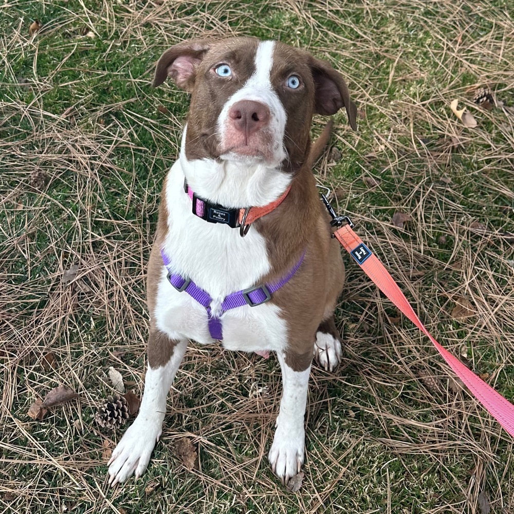 Mama Victoria, an adoptable Australian Shepherd, Labrador Retriever in Lakewood, CO, 80227 | Photo Image 2