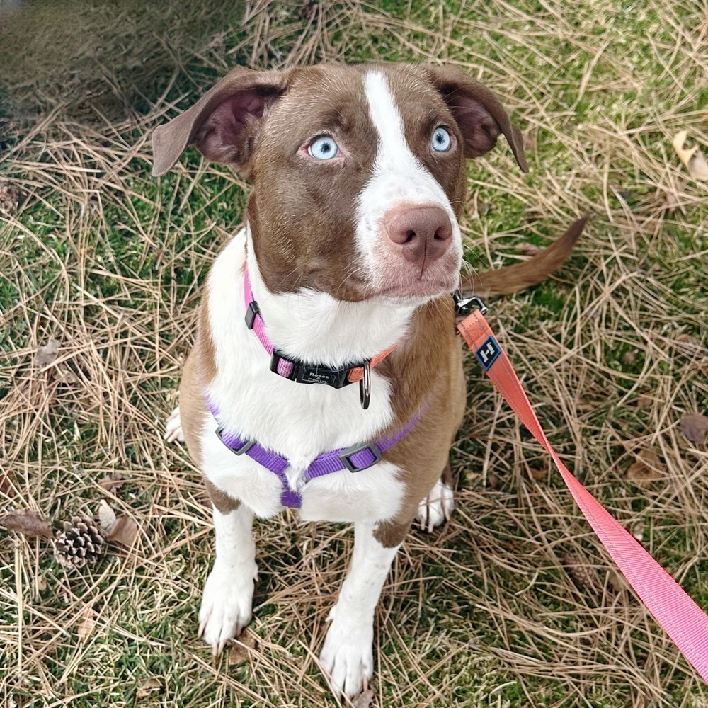 Mama Victoria, an adoptable Australian Shepherd, Labrador Retriever in Lakewood, CO, 80227 | Photo Image 3