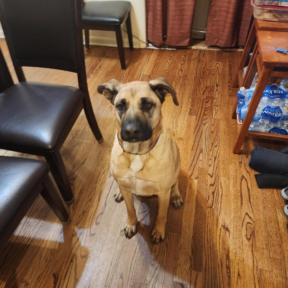 Massive Mastiffs - Mya (Mocha) (SPAYED), an adoptable Mastiff, Black Mouth Cur in Lakewood, CO, 80227 | Photo Image 1
