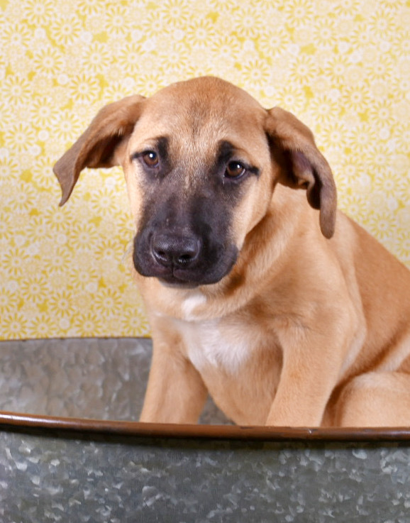 Massive Mastiffs - Mya (Mocha) (SPAYED), an adoptable Mastiff, Black Mouth Cur in Lakewood, CO, 80227 | Photo Image 3