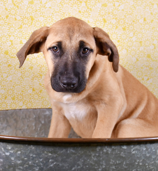 Massive Mastiffs - Mya (Mocha) (SPAYED), an adoptable Mastiff, Black Mouth Cur in Lakewood, CO, 80227 | Photo Image 4