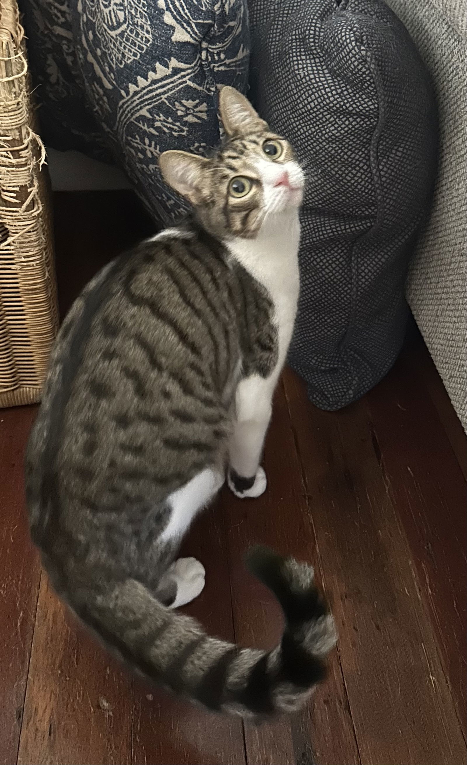 Banjo the Bengal (Napa Petco), an adoptable Bengal, Domestic Short Hair in Napa, CA, 94558 | Photo Image 4