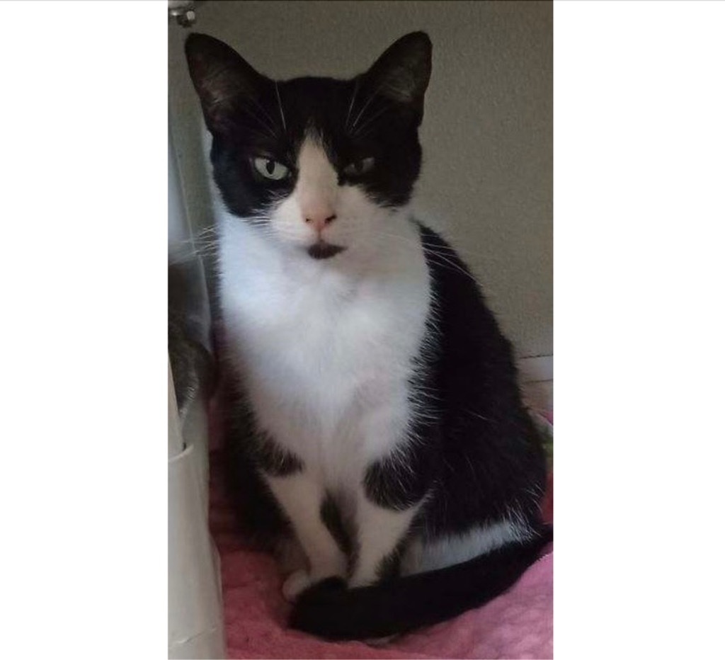 Ithaca, an adoptable Domestic Short Hair in Saginaw, MI, 48604 | Photo Image 1