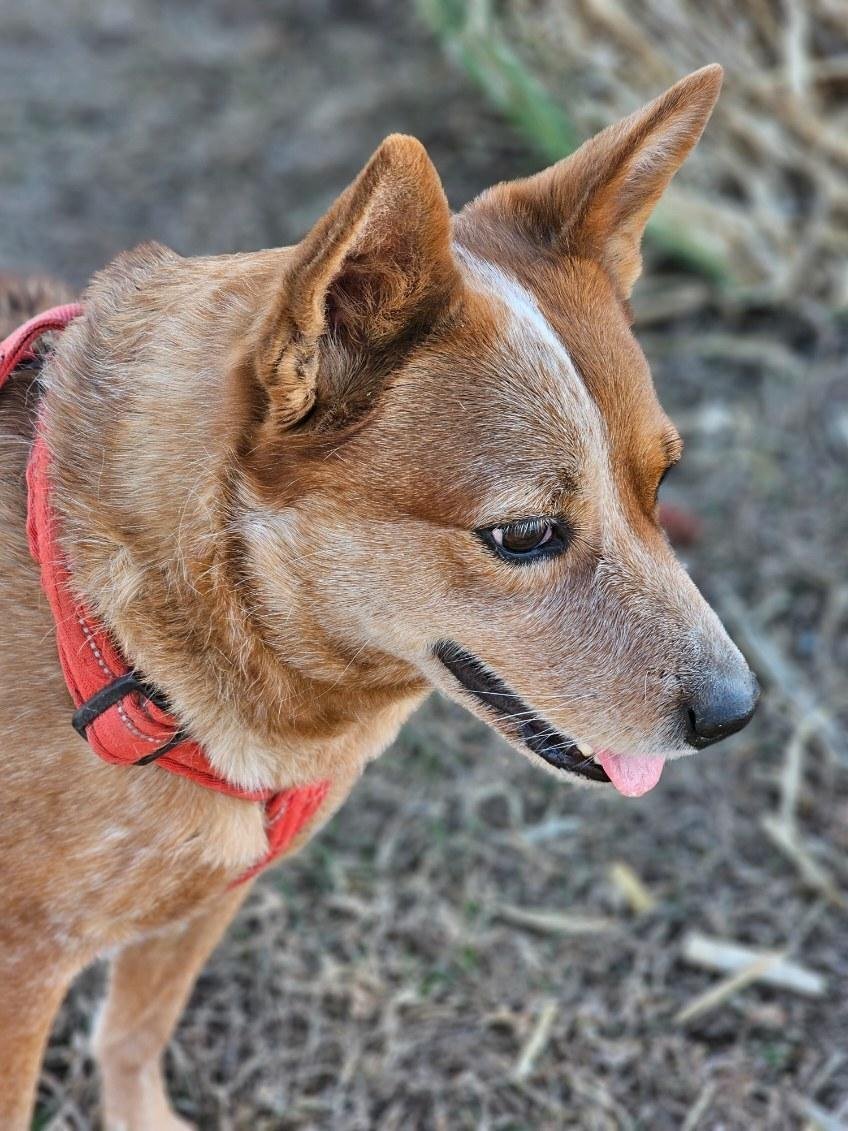 Piper, an adoptable Australian Cattle Dog / Blue Heeler in Estherville, IA, 51334 | Photo Image 1