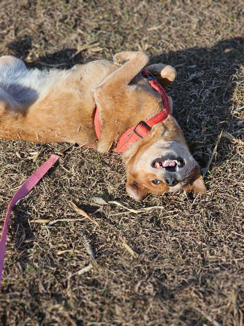 Piper, an adoptable Australian Cattle Dog / Blue Heeler in Estherville, IA, 51334 | Photo Image 2