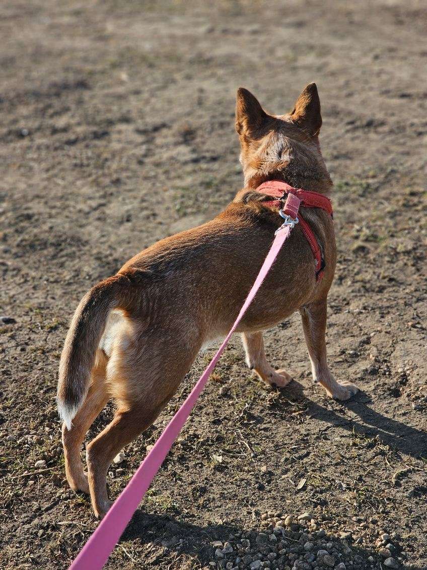 Piper, an adoptable Australian Cattle Dog / Blue Heeler in Estherville, IA, 51334 | Photo Image 3