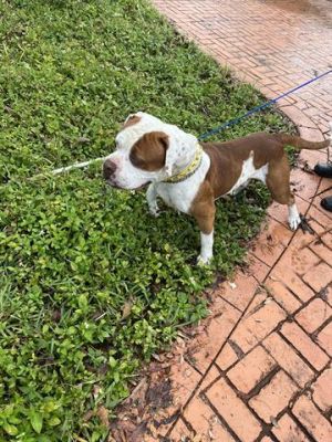 JUMBO American Bulldog Dog