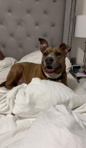 TROY, Adult Male American Bulldog