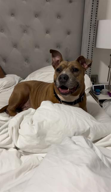 TROY, an adoptable American Bulldog in Miami, FL, 33122 | Photo Image 1