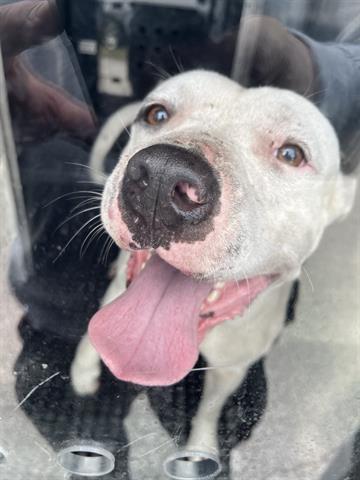 BART, an adoptable American Bulldog in Miami, FL, 33122 | Photo Image 1