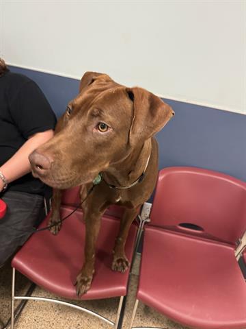 MOCHA, an adoptable Vizsla, Mixed Breed in Miami, FL, 33122 | Photo Image 1