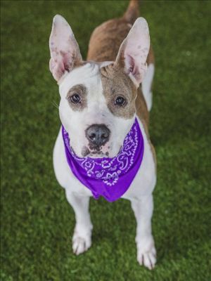 ALESSIA Bull Terrier Dog