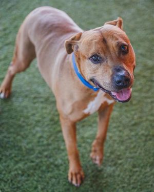 BISCOCHO Rhodesian Ridgeback Dog