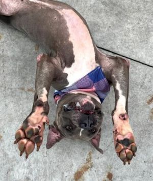 ROCKY American Bulldog Dog