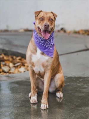 SANDRA Shar-Pei Dog