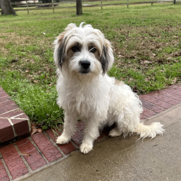 Lhasa apso store wheaten terrier mix