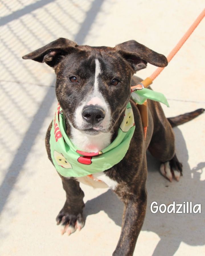 Dog for adoption Godzilla a Pit Bull Terrier in Gautier MS