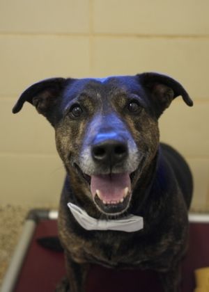 Vern the charming 6-year-old mixed breed is on the lookout for his forever com