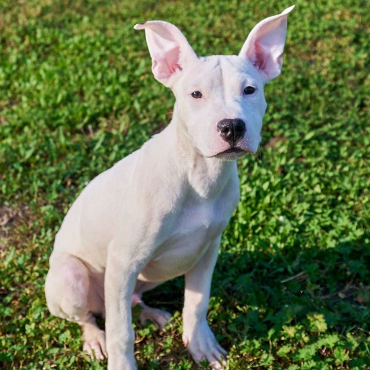 Dog for adoption - Valentine, a Bull Terrier & Terrier Mix in Baton ...