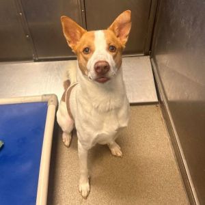 Male dogs for store adoption near me