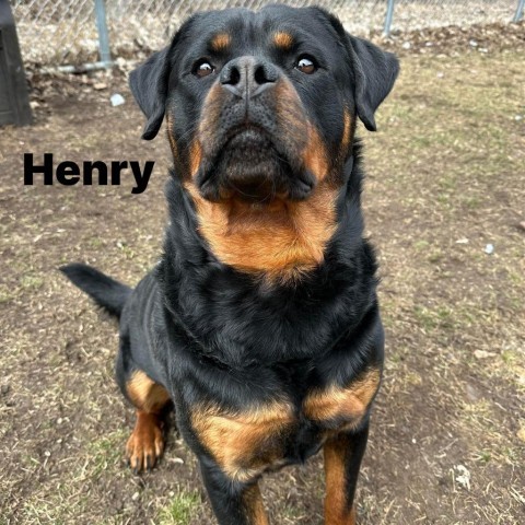 Henry 240171