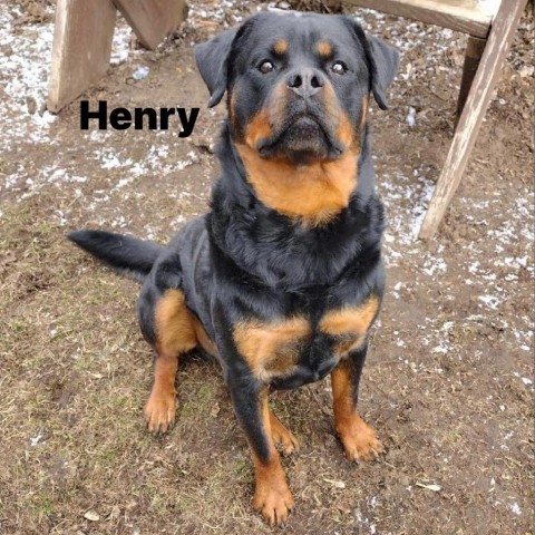 Henry 240171 2