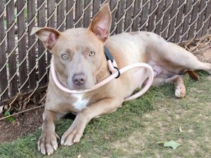 Im Myrtle Im about 42lbs and I was brought to the shelter as I was lost Unfo