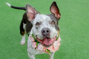 Hi there Im Sally Im a confident happy 1 year old spayed female Pitbull m