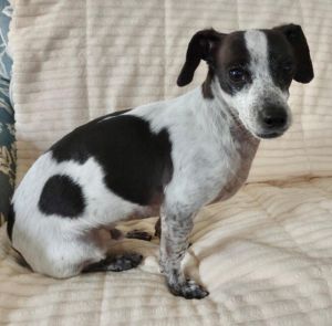 Donut is looking for his forever home Hes a darling little mini DachshundChihuahuaJack Russell m