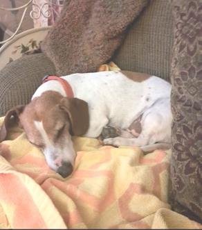 Ty is a gorgeous red and white piebald short hair Dachshund He is all ready for his forever home U