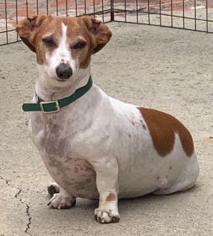 Ty is a gorgeous red and white piebald short hair Dachshund He is all ready for his forever home U