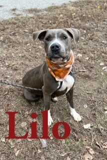 Dog for adoption Lilo 29911 a Pit Bull Terrier Mix in Joplin