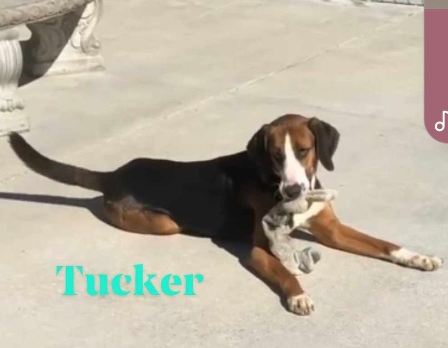 Tucker 