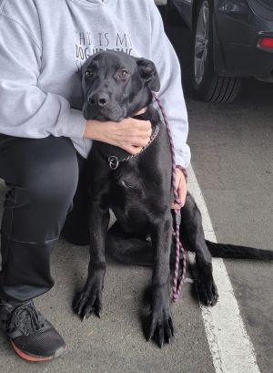 Animal Profile Dusty is an estimated 10-month-old 65 lb neutered male mixed breed -- likely lab wi
