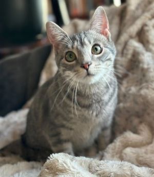 Regina, Young Female Domestic Short Hair