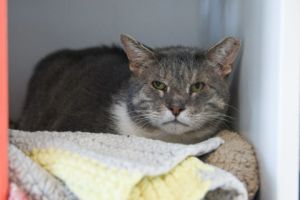 Cornbread, Adult Male Domestic Short Hair