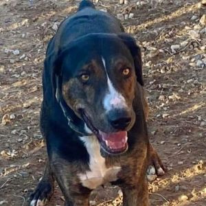 Tuck, Adult Male Hound