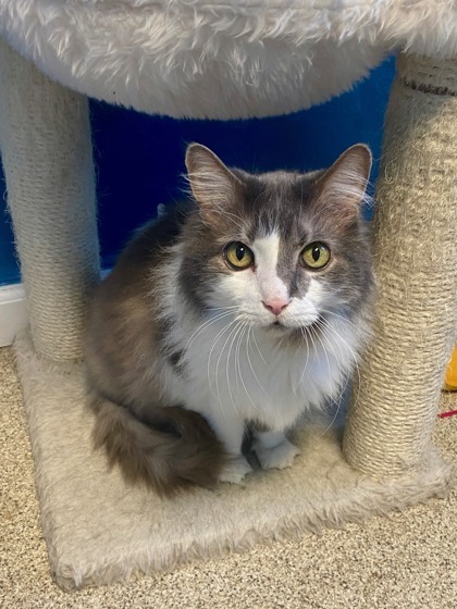 Chester, an adoptable Domestic Short Hair in Harbor Springs, MI, 49740 | Photo Image 1