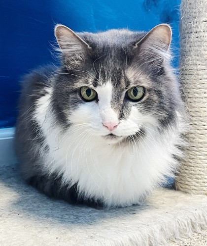 Chester, an adoptable Domestic Short Hair in Harbor Springs, MI, 49740 | Photo Image 2