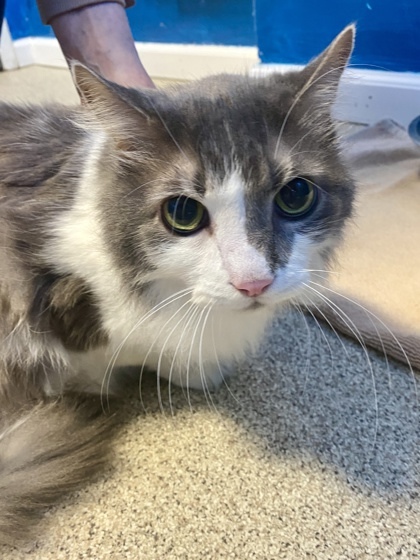 Chester, an adoptable Domestic Short Hair in Harbor Springs, MI, 49740 | Photo Image 3