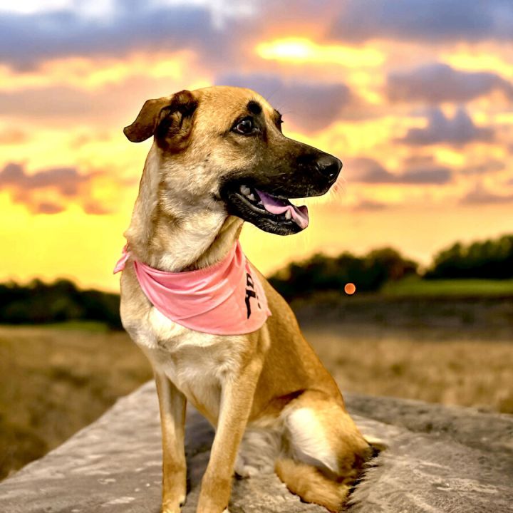 Hunting Buddy Dog Bandana