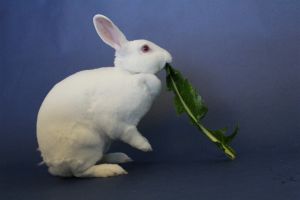 MY ADOPTION FEES ARE WAIVED Hi Im Blossom Im a medium sized spayed female Mini Rex rabbit that 