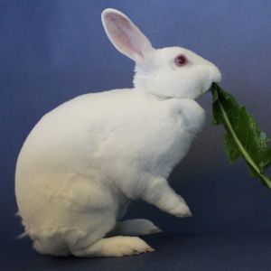 MY ADOPTION FEES ARE WAIVED Hi Im Blossom Im a medium sized spayed female Mini Rex rabbit that 